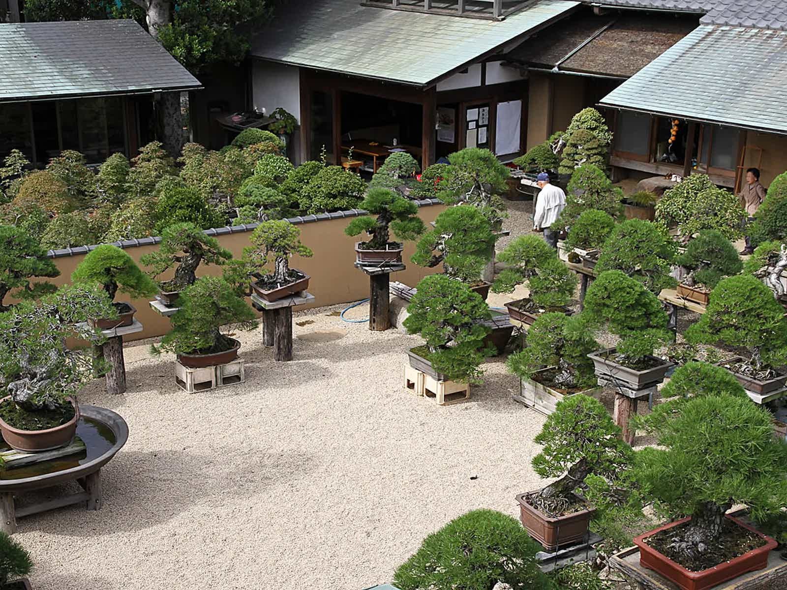 Bonsai Art Museum Shunkaen in Tokyo